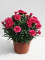 DIANTHUS PLUMARIUS